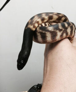 Black Head Python for sale