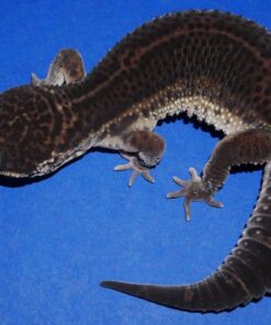 Black Night Leopard Gecko Female 64g
