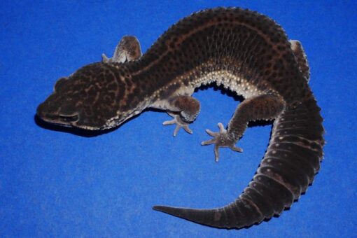 Black Night Leopard Gecko Female 64g