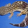 Black Night Leopard Gecko Female 83g