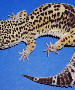 Black Night Leopard Gecko Female 83g
