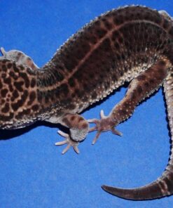 Black Night Leopard Gecko Female 56g