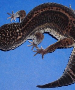 BLNF9609 Black Night Leopard Gecko Female 62g