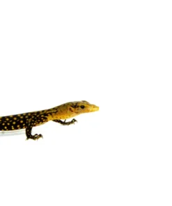 Yellow Quince Monitor