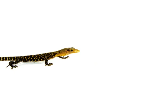 Yellow Quince Monitor