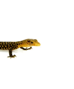 We have beautiful Yellow Quince Monitor Lizards for sale at American Reptile Distributors! These stunning monitors become much more yellow with age are are very tamable with proper handling. These Yellow Quince Monitors thrive in tropical climates and will need an ample amount of foliage and branches in their enclosure. Species: Varanus melinus Origin: Captive Hatched Size: Adults reaching up to 4-5 feet Natural Range: Indonesia. Native to Sula Islands of Indonesia Food: Vitamin dusted crickets Lifespan: Up to 20 years in captivity with proper care