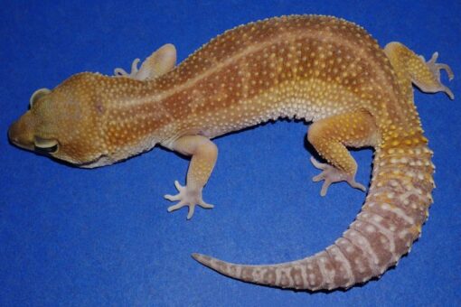 PABLNF8353 Patternless Black Night Leopard Gecko Female 42g