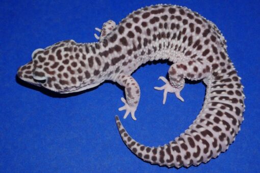 Super Snow (Black Night Project) Leopard Gecko