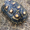 Cherry Head Red Foot Tortoise for sale
