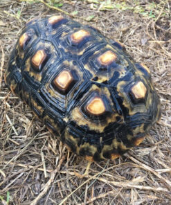 Cherry Head Red Foot Tortoise for sale