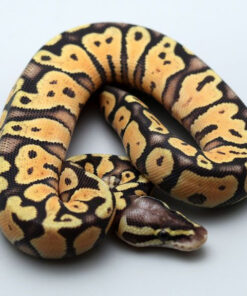 Super Pastel Yellowbelly Ball Python for sale