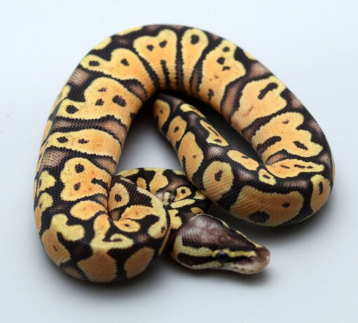 Super Pastel Yellowbelly Ball Python for sale