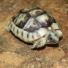 Marginated Tortoise for sale