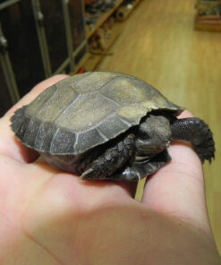 Brown Mountain Tortoises for sale
