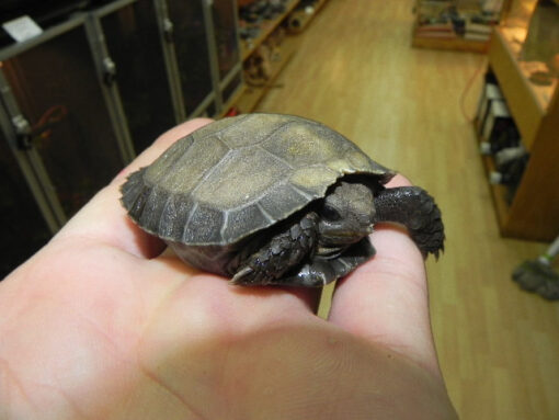 Brown Mountain Tortoises for sale