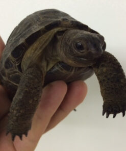 Aldabra Tortoises for sale