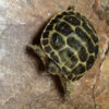 BABY Russian Tortoises for sale