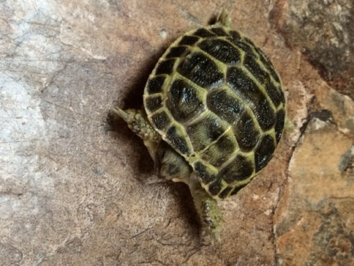 BABY Russian Tortoises for sale