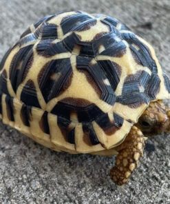 Sri Lankan Star Tortoise for sale