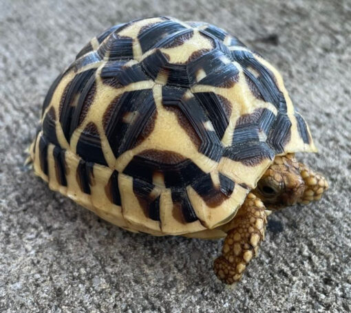 Sri Lankan Star Tortoise for sale