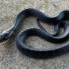 Texas Indigo Snakes for sale