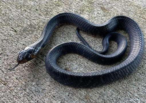 Texas Indigo Snakes for sale