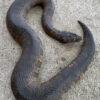 Viper Boas for sale