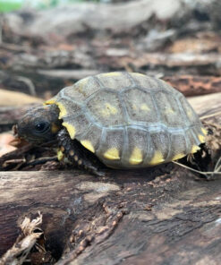 AMAZON BASIN Yellow Foot Tortoise for sale