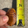 1.5 inch Discoid Roaches for sale