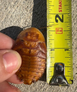 1.5 inch Discoid Roaches for sale