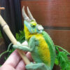 TRUE Jacksons Chameleons for sale