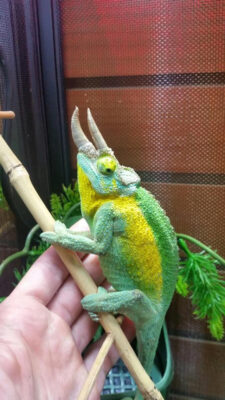 TRUE Jacksons Chameleons for sale