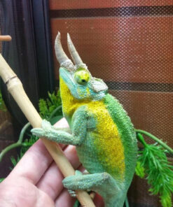 TRUE Jacksons Chameleons for sale