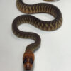 Woma Pythons for sale