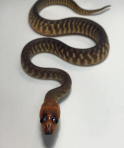 Woma Pythons for sale