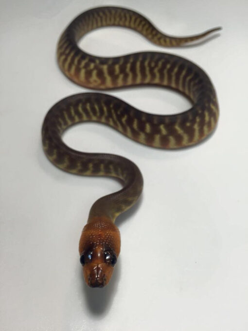 Woma Pythons for sale