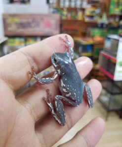 SNOWFLAKE Whites Tree Frogs