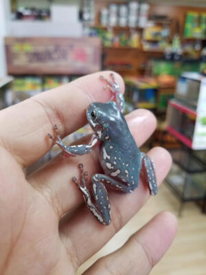 SNOWFLAKE Whites Tree Frogs