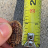 1 inch Discoid Roaches for sale