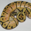 Bumble Bee Ball Python for sale