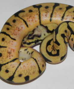 Bumble Bee Ball Python for sale