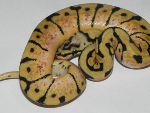 Bumble Bee Ball Python for sale