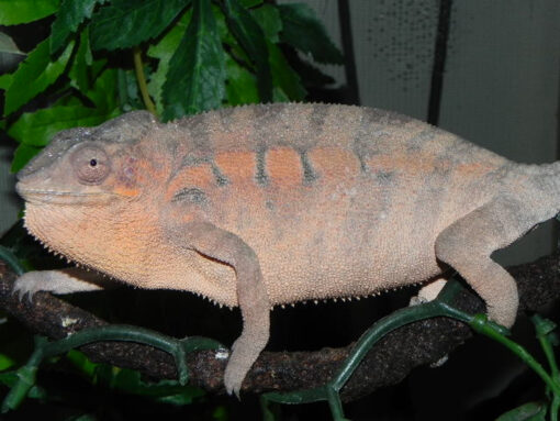 Panther Chameleons for sale