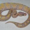 CORAL GLOW Ball Pythons for sale