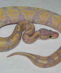 CORAL GLOW Ball Pythons for sale