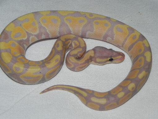 CORAL GLOW Ball Pythons for sale