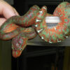 Baby Emerald Tree Boas for sale