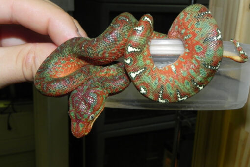 Baby Emerald Tree Boas for sale