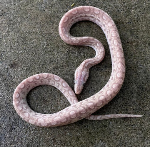 Hypo Colombian Rainbow Boa for sale (Epicrates maurus)