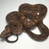 Leopard Boa Constrictors for sale